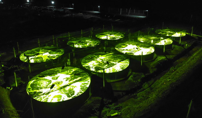 Efficient shrimp production system with LED lighting
