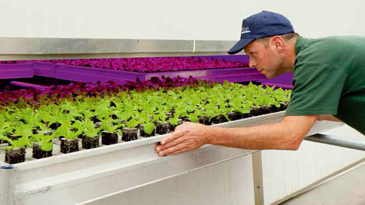 produce grown with LED light