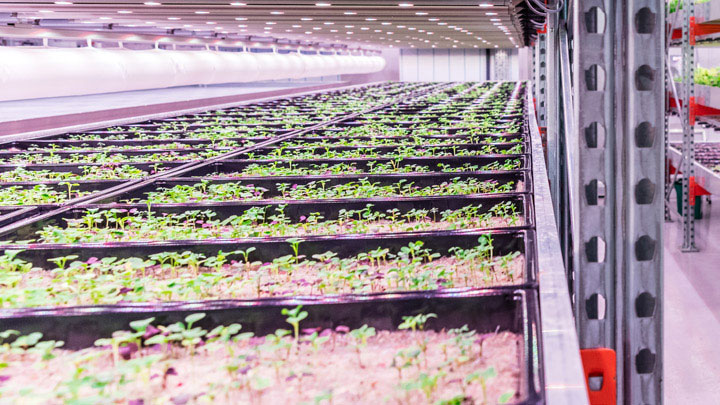 Fruit and veg grown with LED light
