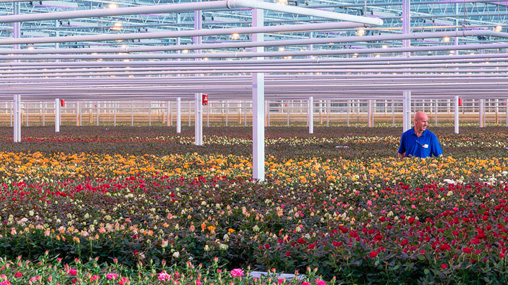 Floriculture supported by LED light